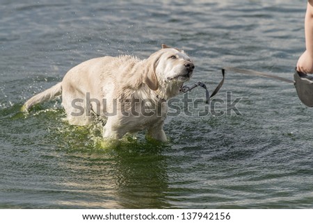 Dog in water and enjoy it