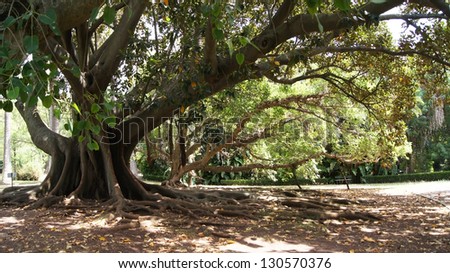 The roots of a large ancient tree in Tropical Botanical Garden, Lisbon, Portugal