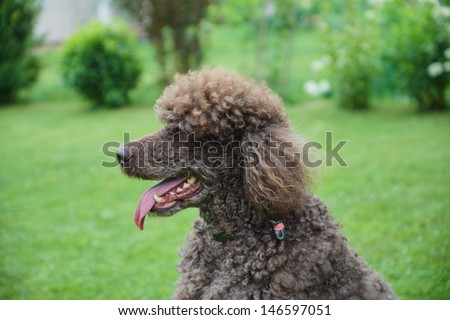 Portrait of black dog Royal poodle with tongue out in the garden