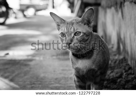 A smart looking street cat in the streets of Chiang Mai.