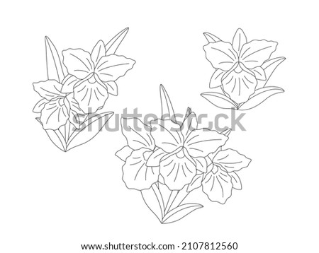 Three sprigs of orchid flowers (Rhynchosophrocattleya) on a white background, flat linear illustration. A set of simple small delicate bouquets for your design. Vector line art illustration.  Foto stock © 