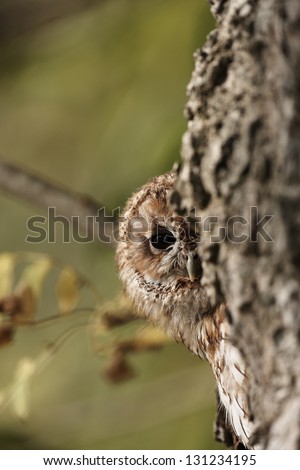 A captive Tawny Owl peering from behind a tree in Wales