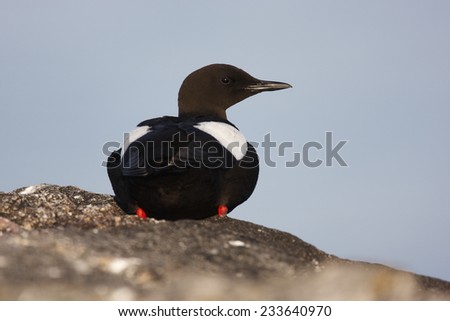 Black guillemot siting on a rock showing its colorful wings.