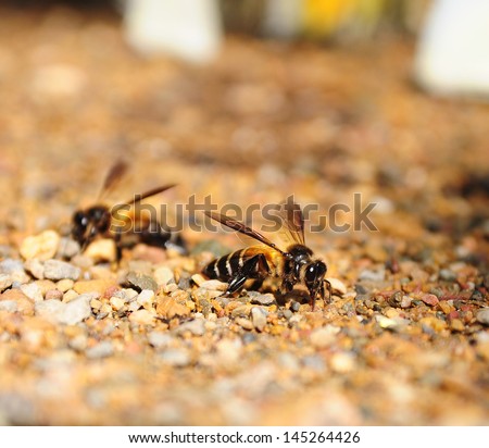 Bees on the ground