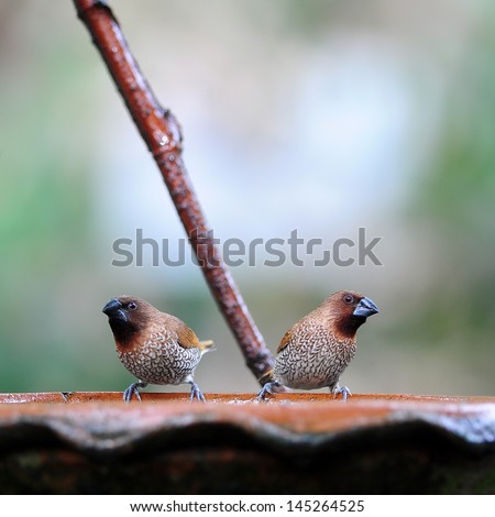 Couple scaly breasted munia or spotted munia, in nature, in Thai