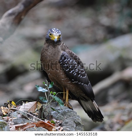 Bird of Thailand is Crested Serpent Eagle