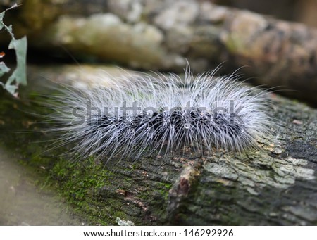 White caterpillars (larva) in nature
