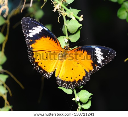 Beautiful black and Yellow Butterfly