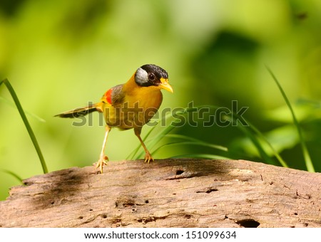 The Silver-eared Mesia (Leiothrix argentauris) is a species of bird in the Timaliidae family, that can found in Thailand