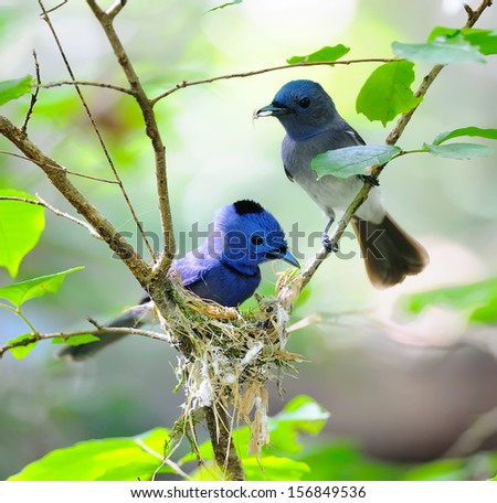 Beautiful Couple Bird (Black-naped Monarch) in nature, in Thailand