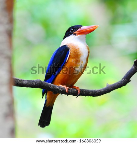 Colorful Bird on a branch (Black-capped Kingfisher)