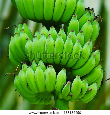 Bunch of Green raw banana
