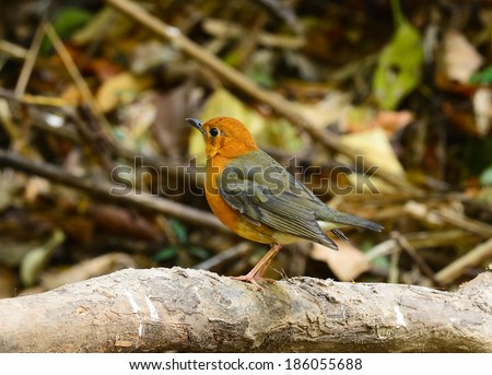 Beautiful orange bird, Orange-headed Thrush (Zoothera citrina), standing on the rock, breast profile