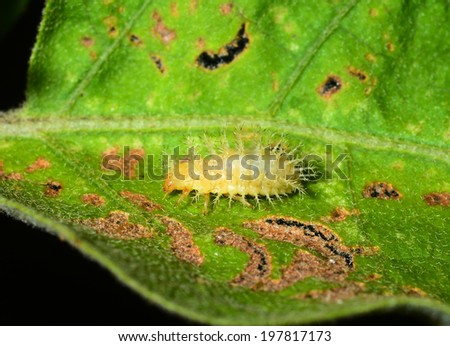 Caterpillars eating the leaves.