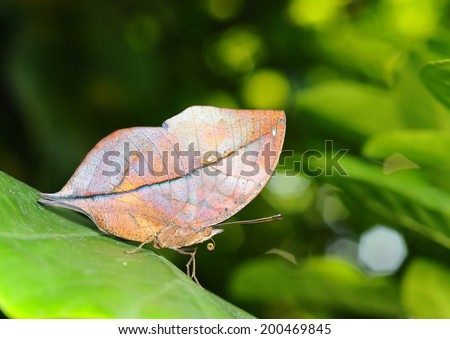 Master of disguise in the forest is a Special butterfly(Kallima inachis formosana) look like a Withered leaf,in nature, in Thailand