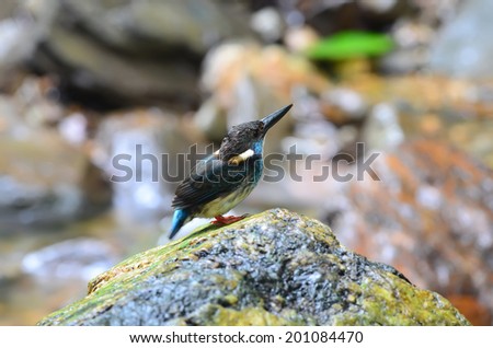 Blue-banded Kingfisher, alcedo euryzona, standing on the log beside the flowing stream as blur background, bird, best shot of Blue-banded Kingfisher