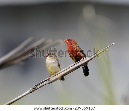 Couple Colorful Red Bird (Red Avadavat, Amandava amandava) on a branch, in nature, in Thailand