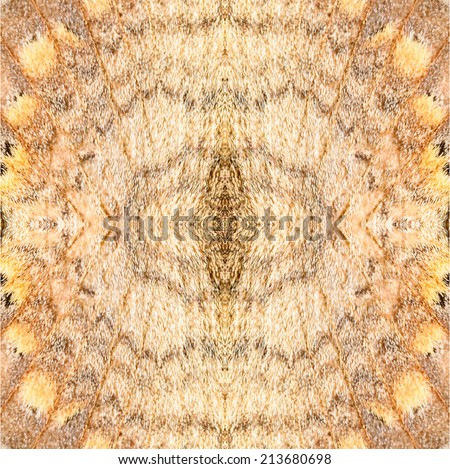 Butterfly wing texture, close up of detail of butterfly wing for background