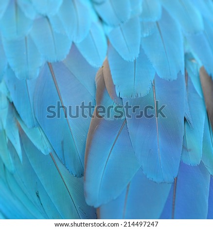 Colorful Blue feather Scarlet Macaw on a white background