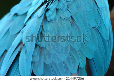 Colorful Blue feather Scarlet Macaw on a white background