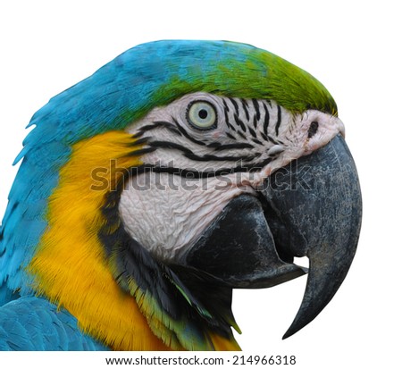 Head shoot Macaw isolated on white background