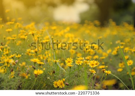 Soft-focus Beautiful Yellow flowers (Dahlberg Daisy, Gold Carpet, Gloden Fleece)