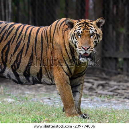 Face to face bengal tiger