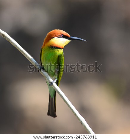 Orange, Green Bird, Bee eater Bird (Chestnut headed Bee-eater) on a branch in nature, in Thailand