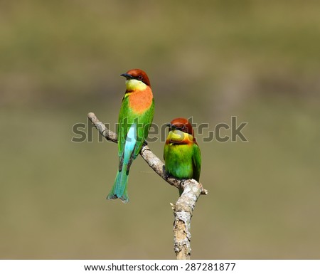 Couple of Bee eater Bird, Green Bird