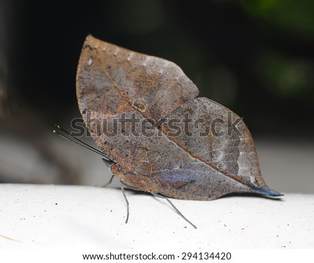 Master of disguise in the forest is a Special butterfly (Kallima inachis formosana) look like a Withered leaf,Thailand