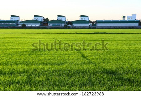 rice field behind the factory