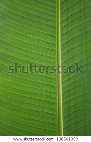 texture of leaf banana