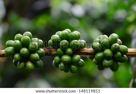green raw coffee beans on the branch