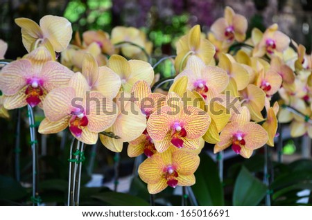 Beautiful yellow orchid flowers, phalaenopsis orchid