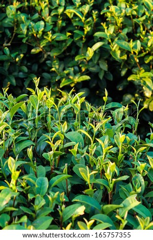 Green tea bud. Fresh tea leaves on morning. Tea plantations. Thailand