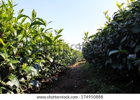 Green tea bud. Fresh tea leaves. Tea plantations in Thailand