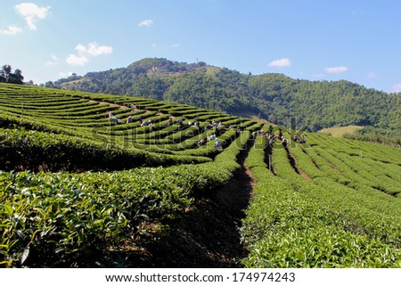 workers pick green tea leaf, Green tea bud. Fresh tea leaves. Tea plantations in Thailand