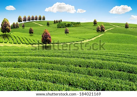 Nature green field landscape, beautiful fresh nature of green tea garden and blue sky, Tea plantation