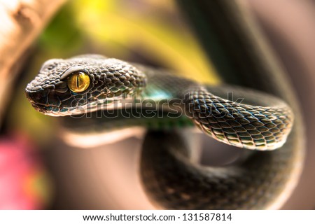 Close up of  Green pit viper (Poisonous Green Snake)