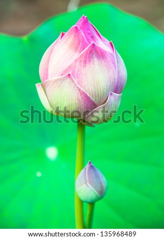 Nelumbo nucifera ( Indian lotus, sacred lotus, bean of India, or simply lotus)