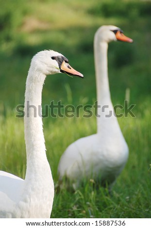 Swan couple - two swans in grass