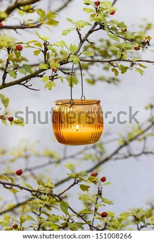 Orange lantern hanging on hawthorn branch. Autumn garden party decor