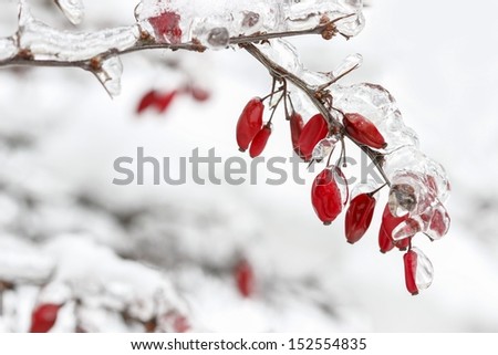 Berberis branch under heavy snow and ice. Selective focus