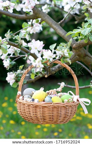 Image, Stock Photo Easter eggs and apple tree flowers