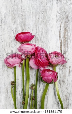 Pink persian buttercup flowers (ranunculus) on wooden background. Copy space, your text here.