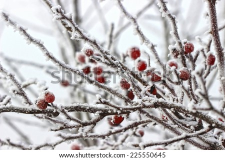 Hawthorn berries under heavy snow and ice. Selective focus