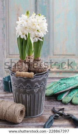 White hyacinth flowers and garden accessories on wooden table