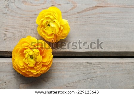 Yellow persian buttercup flowers (ranunculus) on wooden background. Copy space, your text here.