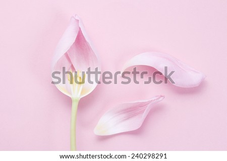 Similar – Image, Stock Photo one petal Tulip