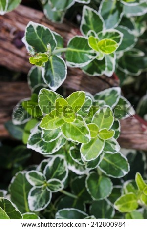 Euonymus fortunei (common names spindle or fortune\'s spindle, winter creeper or wintercreeper)